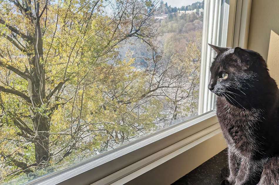 A black cat sits on a window sill with cat proof blinds raised above for her safety and for the blinds sake